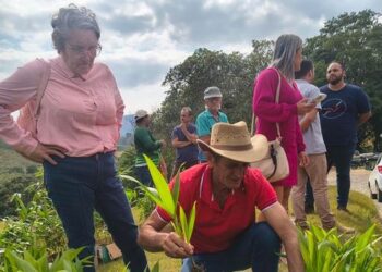 Projeto Arranjos Produtivos realiza primeira entrega oficial em Ibiraçu com mais de 6 mil mudas de pupunha e bambu guadua, fortalecendo a agricultura familiar e a diversificação de culturas.