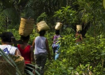 Unidades de Conservação federais protegem biodiversidade, territórios tradicionais e recursos naturais. Sistema administrado pelo ICMBio é fundamental para enfrentar as mudanças climáticas e promover desenvolvimento sustentável.