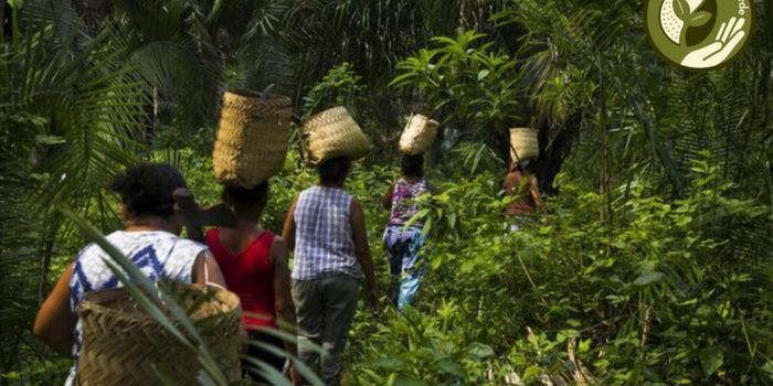Unidades de Conservação federais protegem biodiversidade, territórios tradicionais e recursos naturais. Sistema administrado pelo ICMBio é fundamental para enfrentar as mudanças climáticas e promover desenvolvimento sustentável.