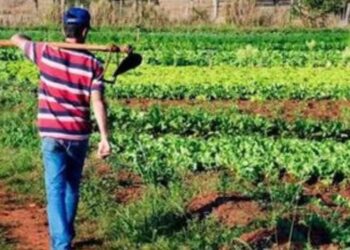 Pronaf bate recorde com R$ 64,5 bilhões em crédito rural e amplia apoio à agricultura familiar antes do lançamento do novo Plano Safra.