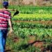 Pronaf bate recorde com R$ 64,5 bilhões em crédito rural e amplia apoio à agricultura familiar antes do lançamento do novo Plano Safra.