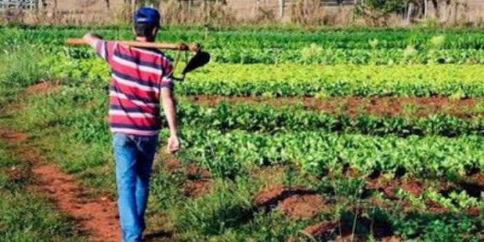 Pronaf bate recorde com R$ 64,5 bilhões em crédito rural e amplia apoio à agricultura familiar antes do lançamento do novo Plano Safra.