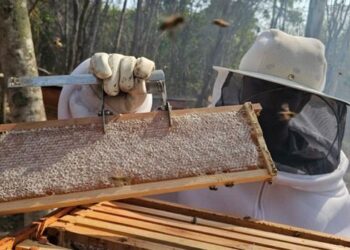 Artigo científico destaca o potencial da apicultura no Norte do Espírito Santo, os desafios enfrentados pelos produtores e ações para fortalecer a cadeia produtiva do mel e seus derivados.
