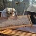 Artigo científico destaca o potencial da apicultura no Norte do Espírito Santo, os desafios enfrentados pelos produtores e ações para fortalecer a cadeia produtiva do mel e seus derivados.