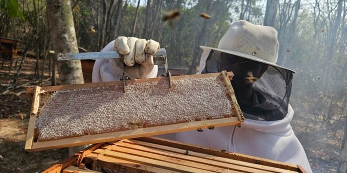 Artigo científico destaca o potencial da apicultura no Norte do Espírito Santo, os desafios enfrentados pelos produtores e ações para fortalecer a cadeia produtiva do mel e seus derivados.