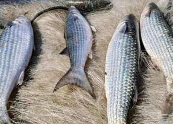 Ministério da Pesca suspende a pesca da tainha por arrasto de praia após atingir 90% da cota nacional de captura. Medida visa preservar os estoques da espécie.