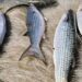 Ministério da Pesca suspende a pesca da tainha por arrasto de praia após atingir 90% da cota nacional de captura. Medida visa preservar os estoques da espécie.