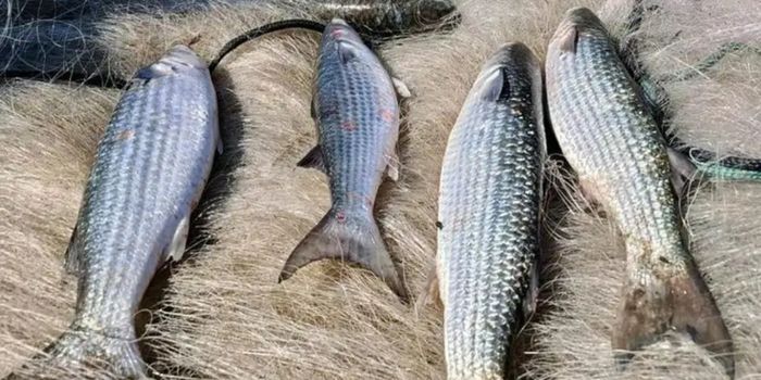 Ministério da Pesca suspende a pesca da tainha por arrasto de praia após atingir 90% da cota nacional de captura. Medida visa preservar os estoques da espécie.