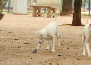 O exercício ilegal da medicina veterinária agora é crime no Brasil. Nova lei prevê pena de até dois anos de detenção e agravantes em casos de lesão, morte de pessoas ou animais.