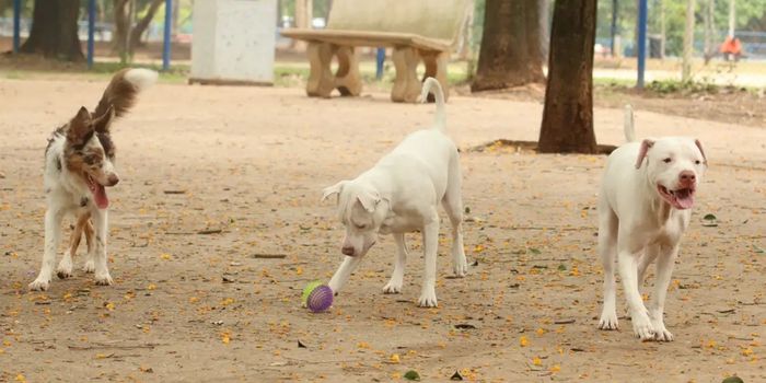 O exercício ilegal da medicina veterinária agora é crime no Brasil. Nova lei prevê pena de até dois anos de detenção e agravantes em casos de lesão, morte de pessoas ou animais.