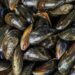 Pesquisa da Unirio aponta que mexilhões consumidos na alimentação humana ingerem microplásticos sem distinção de suas fontes naturais de alimento, ampliando preocupações sobre contaminação ambiental e riscos à saúde.