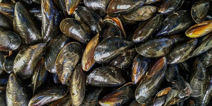 Pesquisa da Unirio aponta que mexilhões consumidos na alimentação humana ingerem microplásticos sem distinção de suas fontes naturais de alimento, ampliando preocupações sobre contaminação ambiental e riscos à saúde.