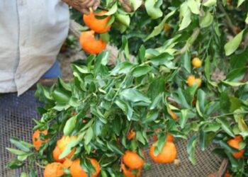 Itapemirim recebe o Festival da Colheita com exposição de produtos da agricultura familiar, aulas gastronômicas, apresentações musicais, ações de saúde e corrida de rua. Evento valoriza a produção rural capixaba.