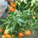 Itapemirim recebe o Festival da Colheita com exposição de produtos da agricultura familiar, aulas gastronômicas, apresentações musicais, ações de saúde e corrida de rua. Evento valoriza a produção rural capixaba.