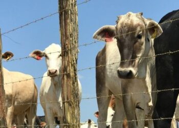Produtores rurais do Espírito Santo têm até 30 de junho para atualizar o cadastro de rebanho. Procedimento é obrigatório e ajuda no controle sanitário animal.