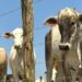 Produtores rurais do Espírito Santo têm até 30 de junho para atualizar o cadastro de rebanho. Procedimento é obrigatório e ajuda no controle sanitário animal.