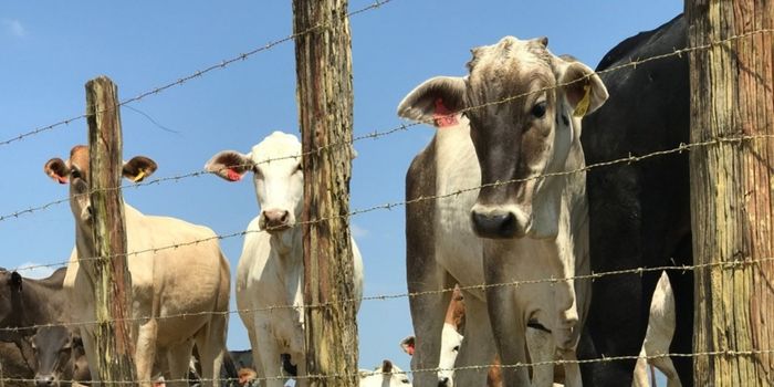 Produtores rurais do Espírito Santo têm até 30 de junho para atualizar o cadastro de rebanho. Procedimento é obrigatório e ajuda no controle sanitário animal.