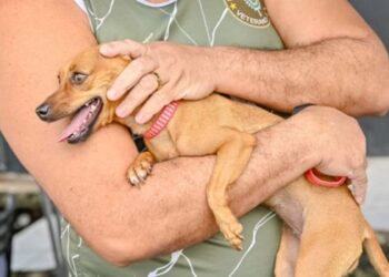 Campanha da Prefeitura de Vitória traz orientações para proteger cães e gatos durante as comemorações da Copa do Mundo.
