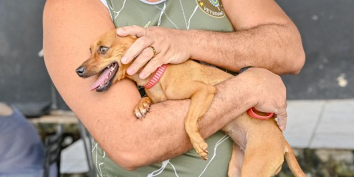 Campanha da Prefeitura de Vitória traz orientações para proteger cães e gatos durante as comemorações da Copa do Mundo.