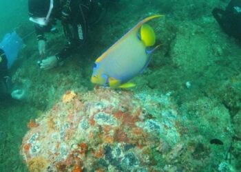 Ação inédita do Iema em ambiente natural remove 6.045 colônias de coral-sol e favorece recuperação da biodiversidade marinha em Guarapari.