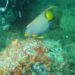 Ação inédita do Iema em ambiente natural remove 6.045 colônias de coral-sol e favorece recuperação da biodiversidade marinha em Guarapari.