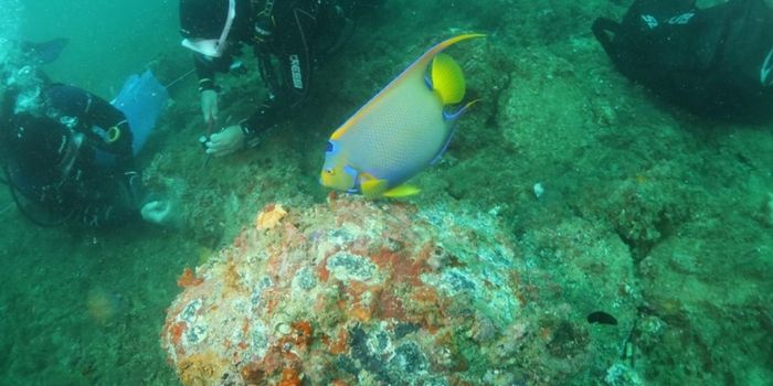 Ação inédita do Iema em ambiente natural remove 6.045 colônias de coral-sol e favorece recuperação da biodiversidade marinha em Guarapari.