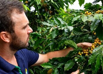 Novas cultivares de café arábica avaliadas pelo Incaper alcançam alta produtividade em sistema orgânico e fortalecem a sustentabilidade da cafeicultura capixaba.