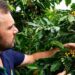 Novas cultivares de café arábica avaliadas pelo Incaper alcançam alta produtividade em sistema orgânico e fortalecem a sustentabilidade da cafeicultura capixaba.
