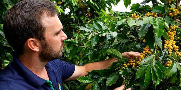 Novas cultivares de café arábica avaliadas pelo Incaper alcançam alta produtividade em sistema orgânico e fortalecem a sustentabilidade da cafeicultura capixaba.