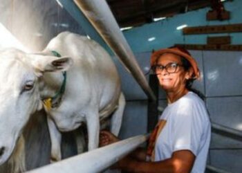 Programa PAA Leite completa 23 anos fortalecendo agricultores familiares, distribuindo alimentos e promovendo segurança alimentar no Semiárido brasileiro.