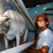 Programa PAA Leite completa 23 anos fortalecendo agricultores familiares, distribuindo alimentos e promovendo segurança alimentar no Semiárido brasileiro.