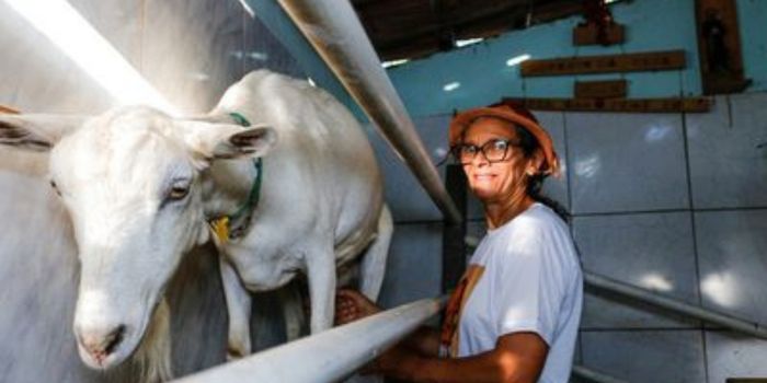 Programa PAA Leite completa 23 anos fortalecendo agricultores familiares, distribuindo alimentos e promovendo segurança alimentar no Semiárido brasileiro.
