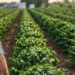 O Espírito Santo bate recorde histórico no crédito rural ao contratar R$ 8,31 bilhões entre julho de 2025 e maio de 2026. Resultado supera média nacional e destaca avanço da agricultura familiar.
