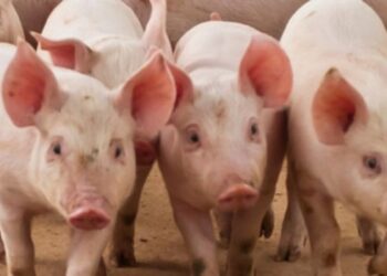 Novos acordos sanitários permitem exportações brasileiras para China, Paraguai e Palau, ampliando mercados do agronegócio.