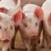 Novos acordos sanitários permitem exportações brasileiras para China, Paraguai e Palau, ampliando mercados do agronegócio.
