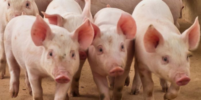Novos acordos sanitários permitem exportações brasileiras para China, Paraguai e Palau, ampliando mercados do agronegócio.