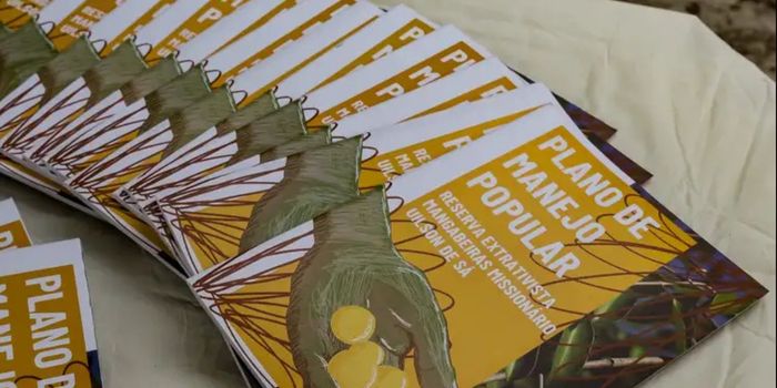 Catadoras de mangaba defendem território tradicional em Aracaju e fortalecem ações para preservar cultura, biodiversidade e geração de renda.
