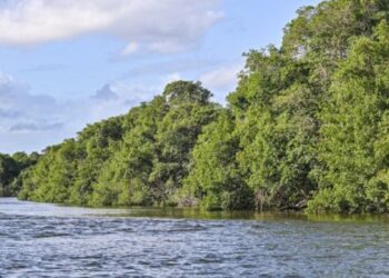 Capital capixaba realiza circuito ambiental com ações gratuitas para conscientizar sobre a importância dos manguezais e da biodiversidade.