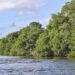 Capital capixaba realiza circuito ambiental com ações gratuitas para conscientizar sobre a importância dos manguezais e da biodiversidade.