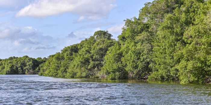 Capital capixaba realiza circuito ambiental com ações gratuitas para conscientizar sobre a importância dos manguezais e da biodiversidade.