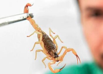 Picadas de escorpião podem causar envenenamento grave em crianças. Especialistas alertam para sintomas, prevenção e urgência no atendimento.