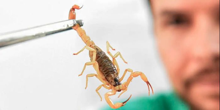 Picadas de escorpião podem causar envenenamento grave em crianças. Especialistas alertam para sintomas, prevenção e urgência no atendimento.