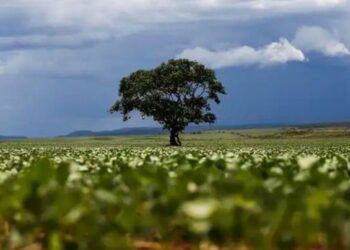 MapBiomas revela que 15% do crédito rural público entre 2019 e 2025 foi destinado a imóveis com alertas ambientais, totalizando R$ 92,4 bilhões.