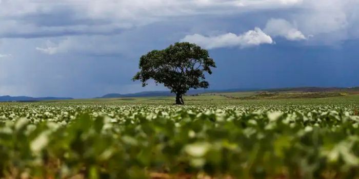 MapBiomas revela que 15% do crédito rural público entre 2019 e 2025 foi destinado a imóveis com alertas ambientais, totalizando R$ 92,4 bilhões.