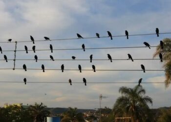 Fotografia feita no Rio Grande do Sul inspirou campanha premiada com Leão de Ouro em Cannes após se transformar em música e sinfonia.