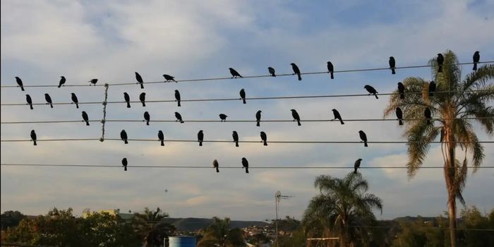 Fotografia feita no Rio Grande do Sul inspirou campanha premiada com Leão de Ouro em Cannes após se transformar em música e sinfonia.