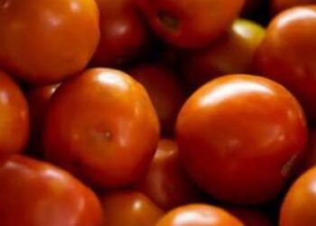 Conab aponta queda de 15,85% no preço do tomate em junho. Melancia, laranja e maçã também ficaram mais baratas nas Ceasas brasileiras.