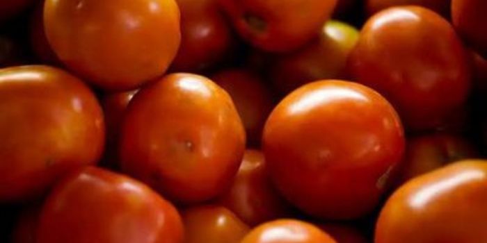 Conab aponta queda de 15,85% no preço do tomate em junho. Melancia, laranja e maçã também ficaram mais baratas nas Ceasas brasileiras.