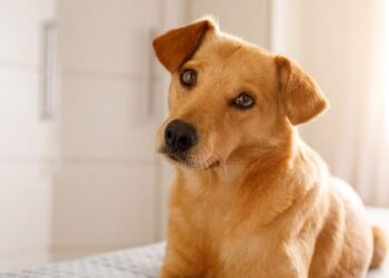 Homem é preso em flagrante em Passos (MG) após incendiar cadela da ex-companheira. Animal morreu e caso é investigado pela Polícia Civil.