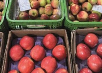Ceasas comercializaram 16,6 milhões de toneladas de hortigranjeiros em 2025, movimentando R$ 68,7 bilhões, segundo a Conab.